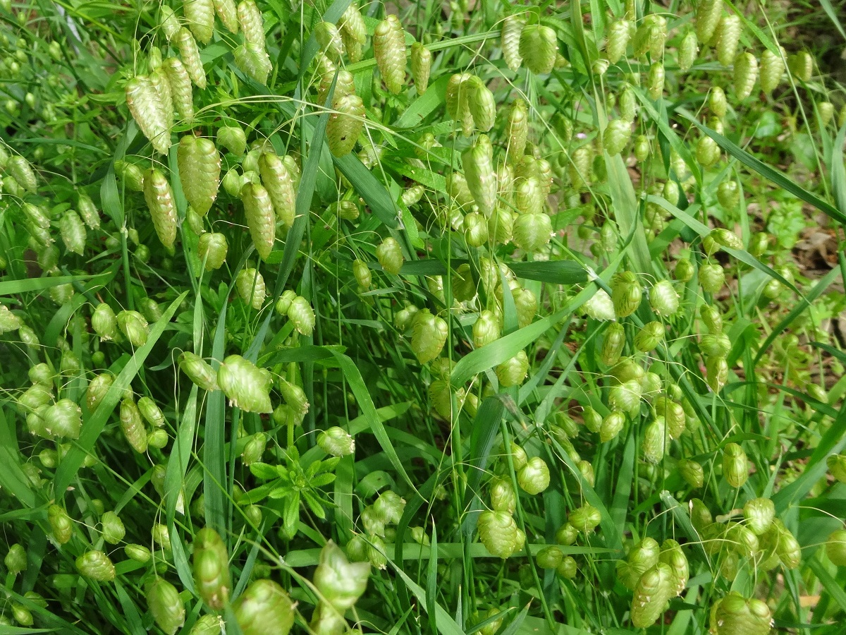 Briza maxima (Poaceae)